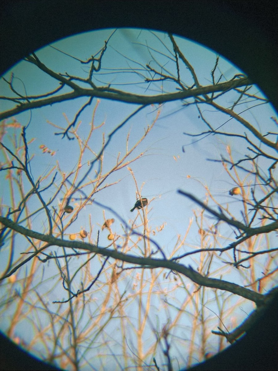 Red-winged Blackbird - ML642999033