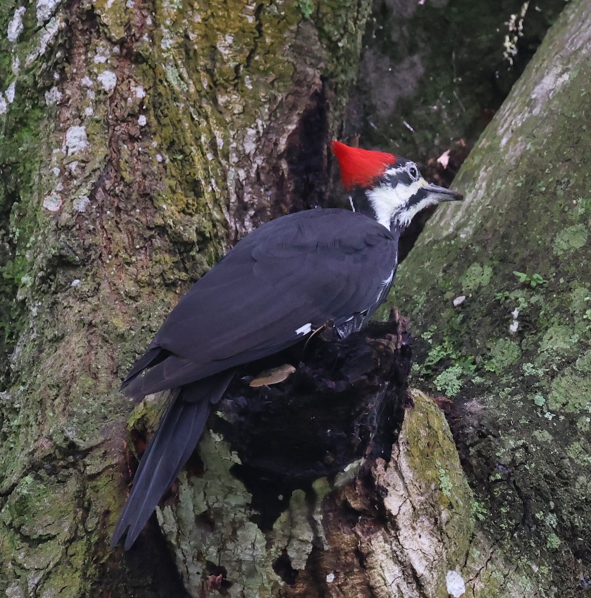 Pileated Woodpecker - ML642999035