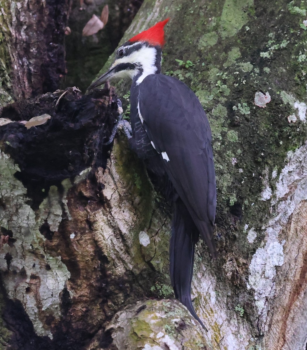 Pileated Woodpecker - ML642999037