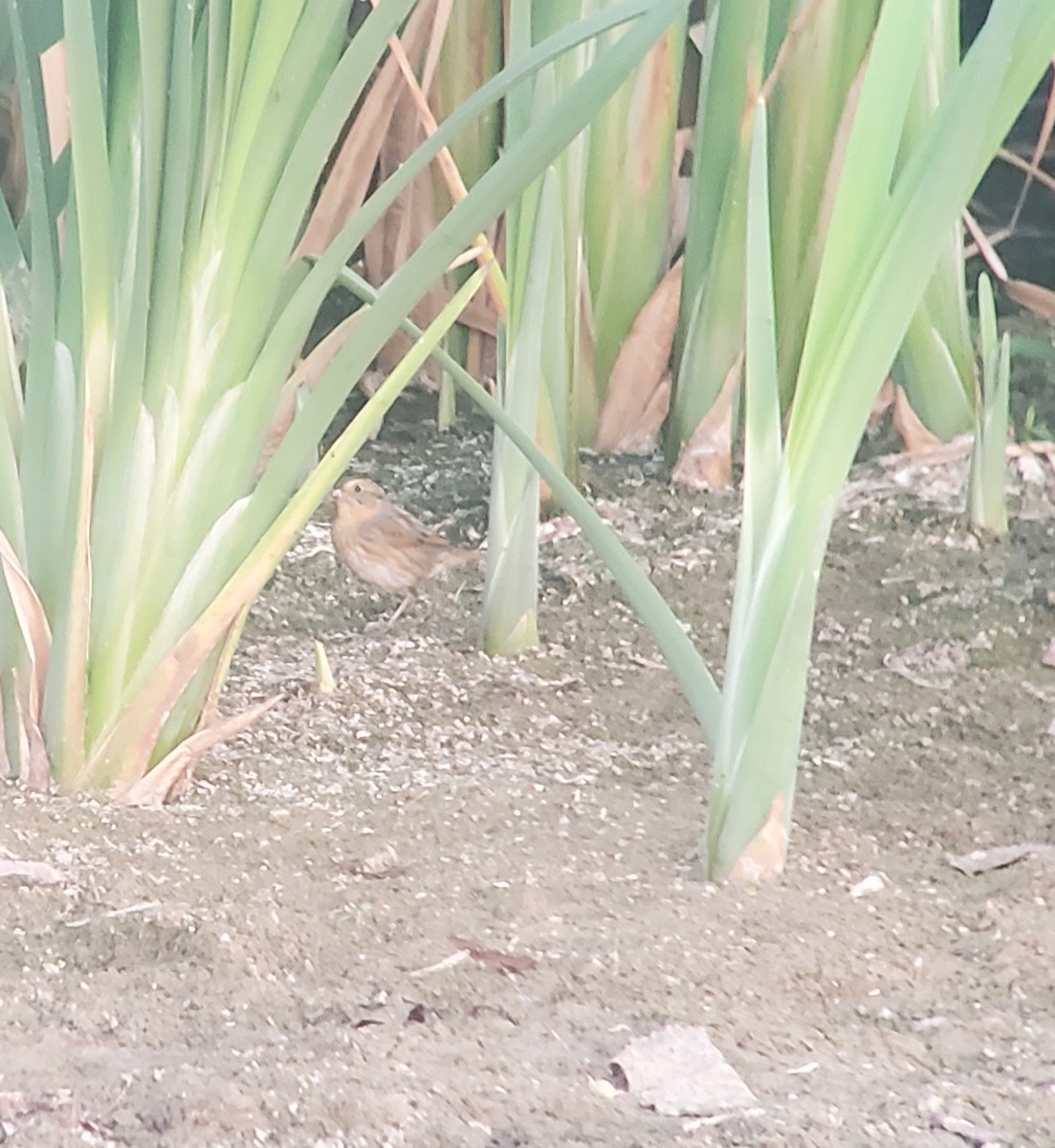 Nelson's Sparrow - ML642999043