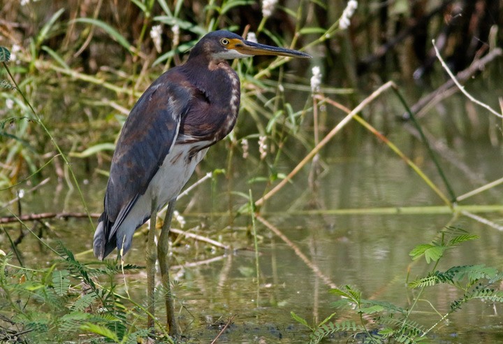 Tricolored Heron - ML642999044