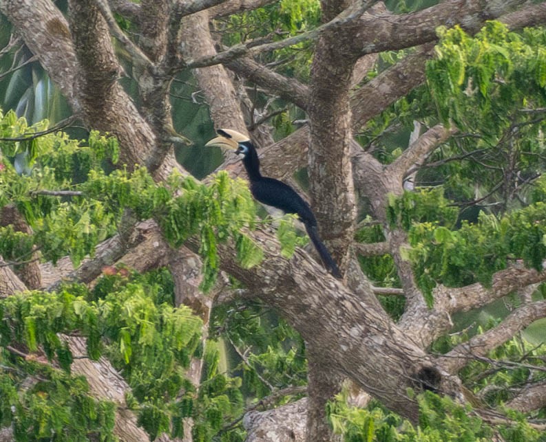 Oriental Pied-Hornbill - ML642999045