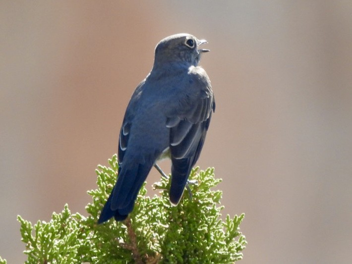 Townsend's Solitaire - ML642999046