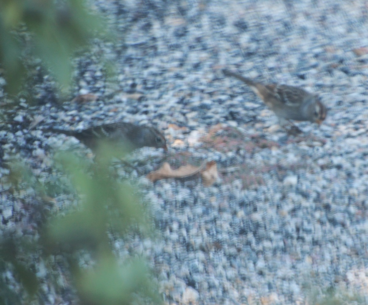 White-crowned Sparrow - ML642999048