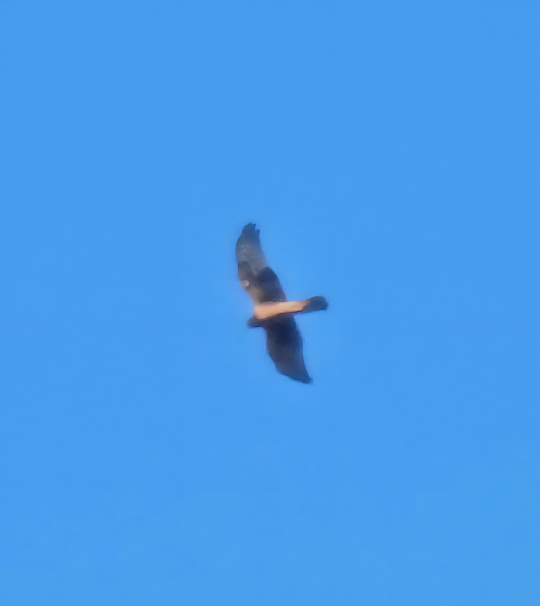 Northern Harrier - ML642999049