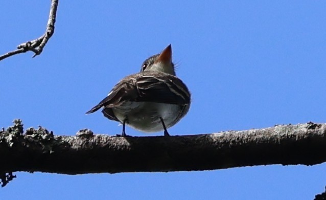 Eastern Wood-Pewee - ML642999051