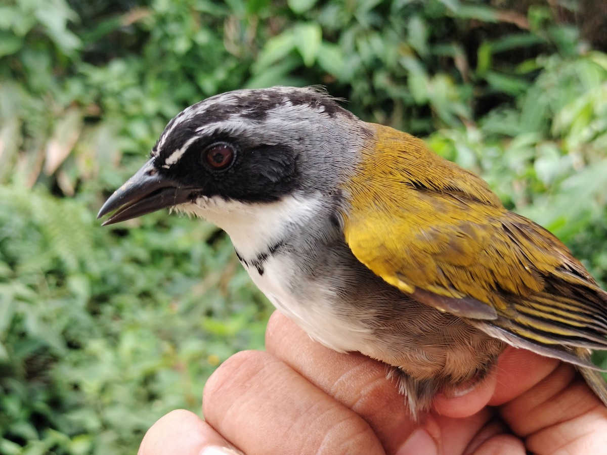 Chestnut-capped Brushfinch - ML642999053