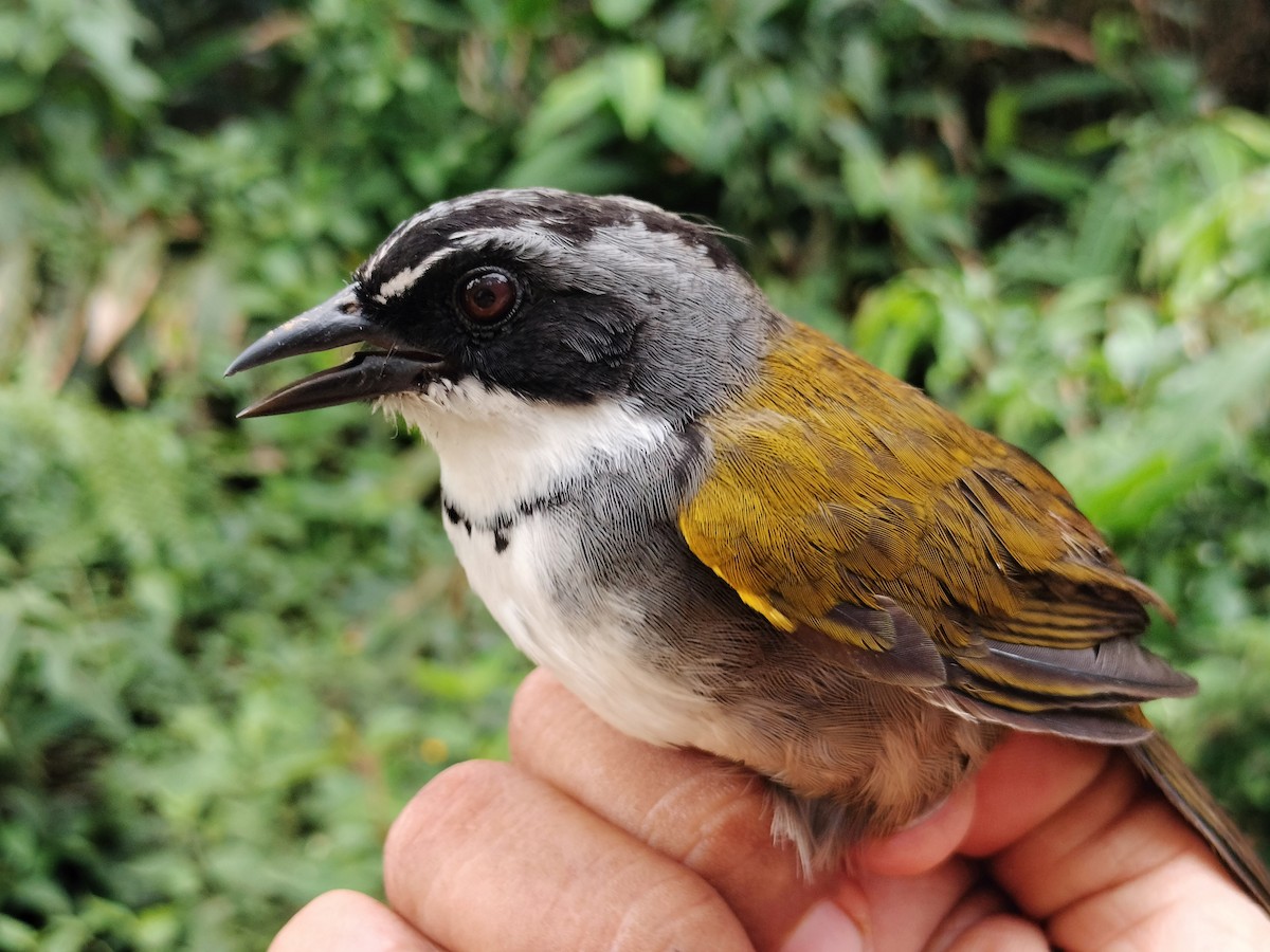 Chestnut-capped Brushfinch - ML642999054