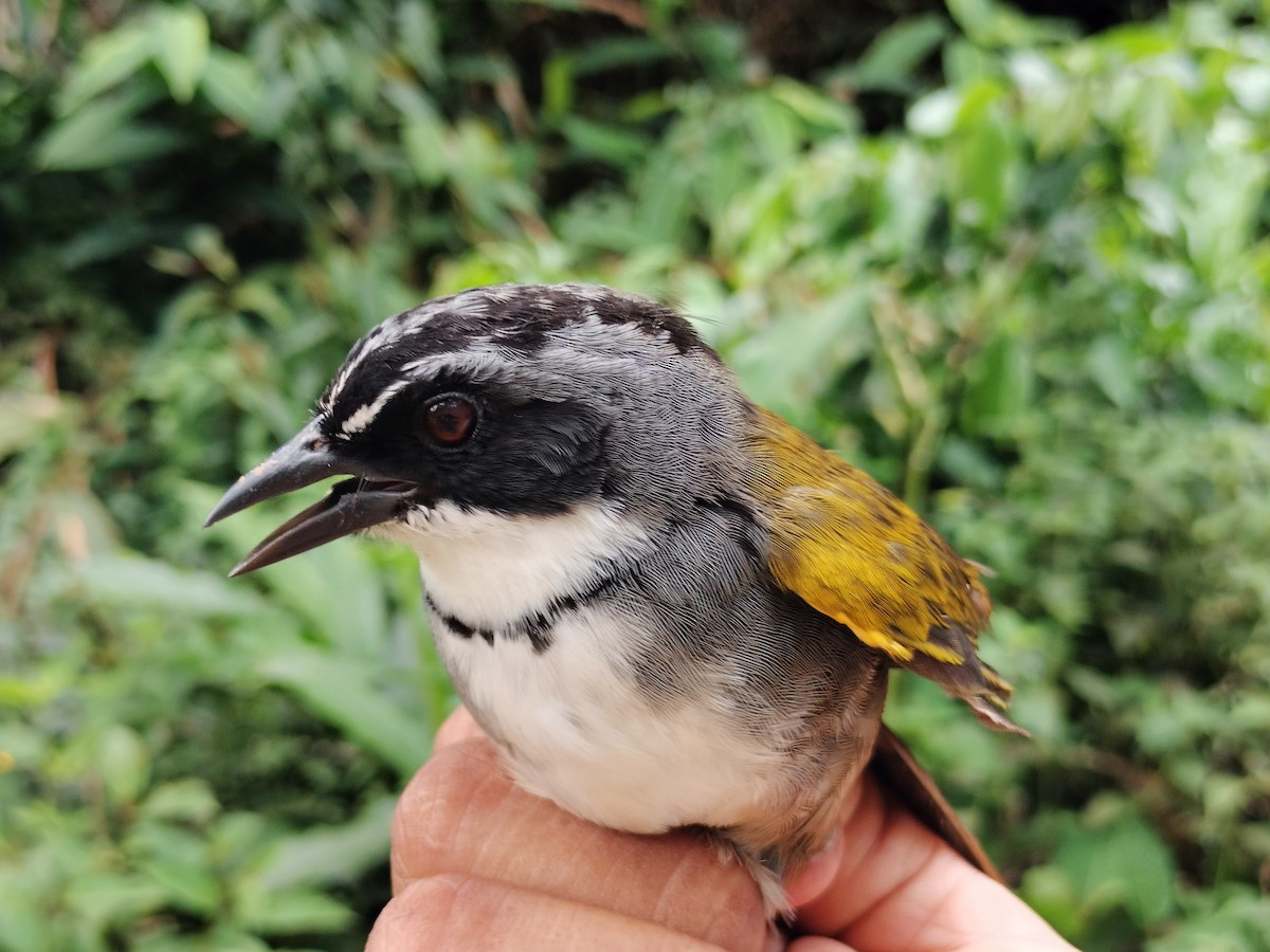 Chestnut-capped Brushfinch - ML642999055