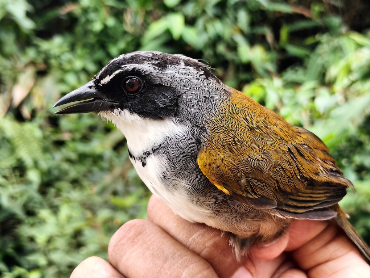 Chestnut-capped Brushfinch - ML642999056