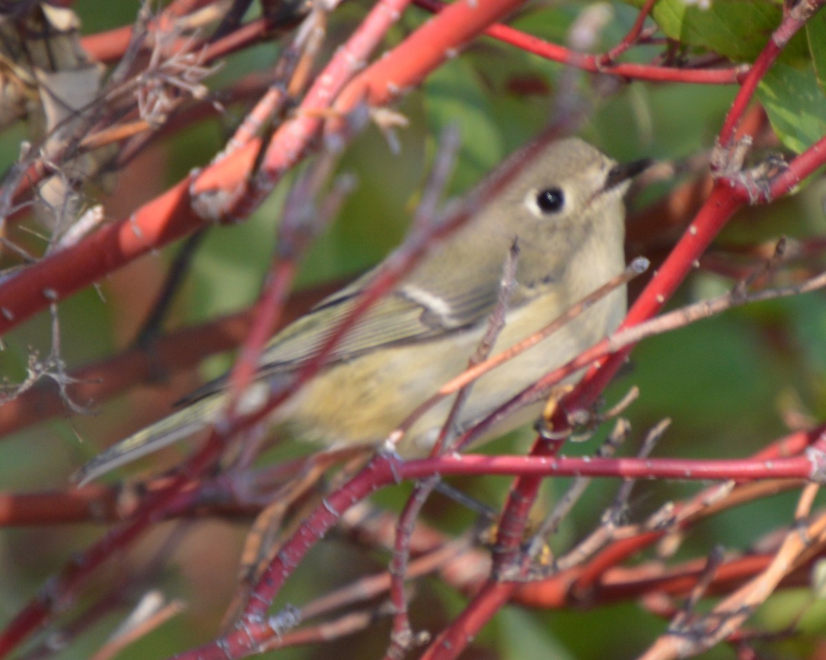 Ruby-crowned Kinglet - ML642999057
