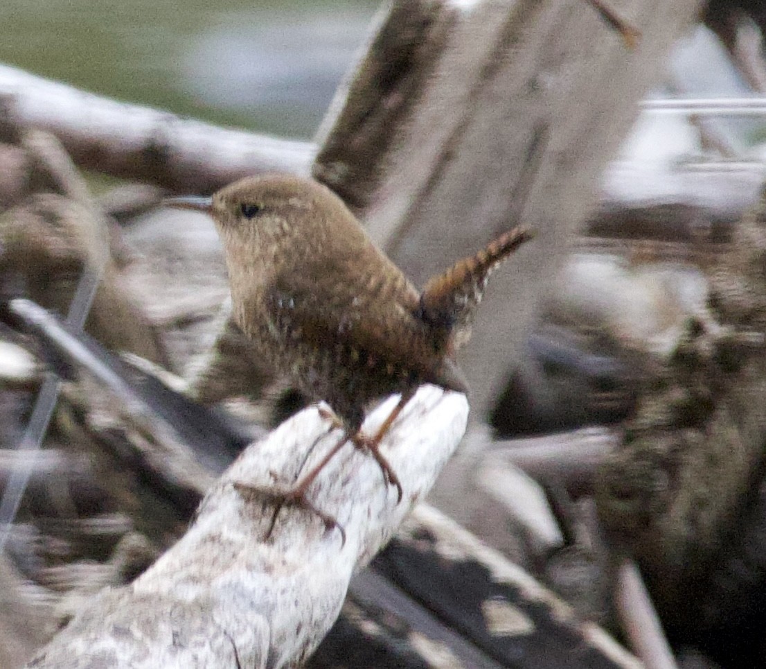 Winter Wren - ML642999058