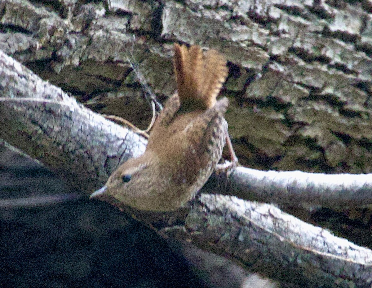 Winter Wren - ML642999059