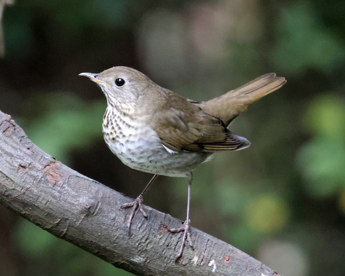Gray-cheeked Thrush - ML642999060