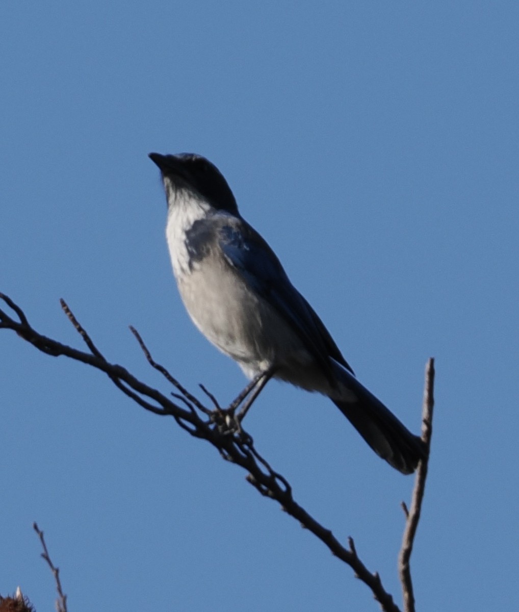California Scrub-Jay - ML642999061