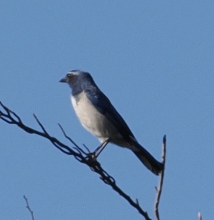 California Scrub-Jay - ML642999062