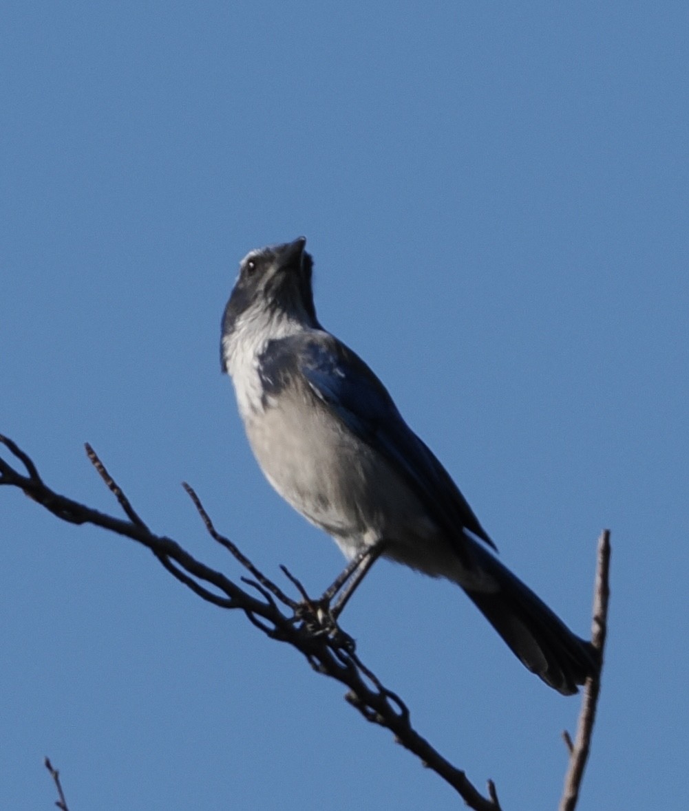 California Scrub-Jay - ML642999063