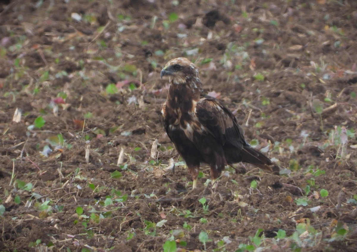 Western Marsh Harrier - ML642999064