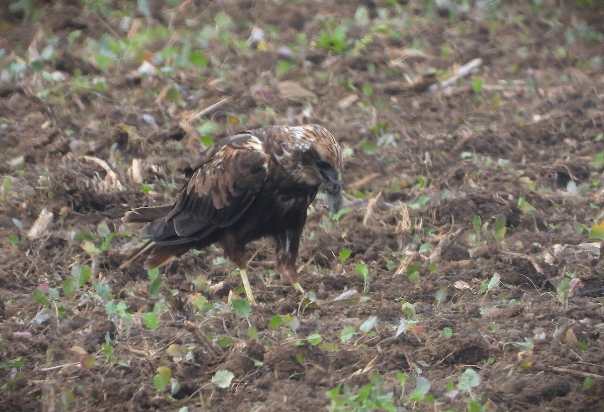 Western Marsh Harrier - ML642999065