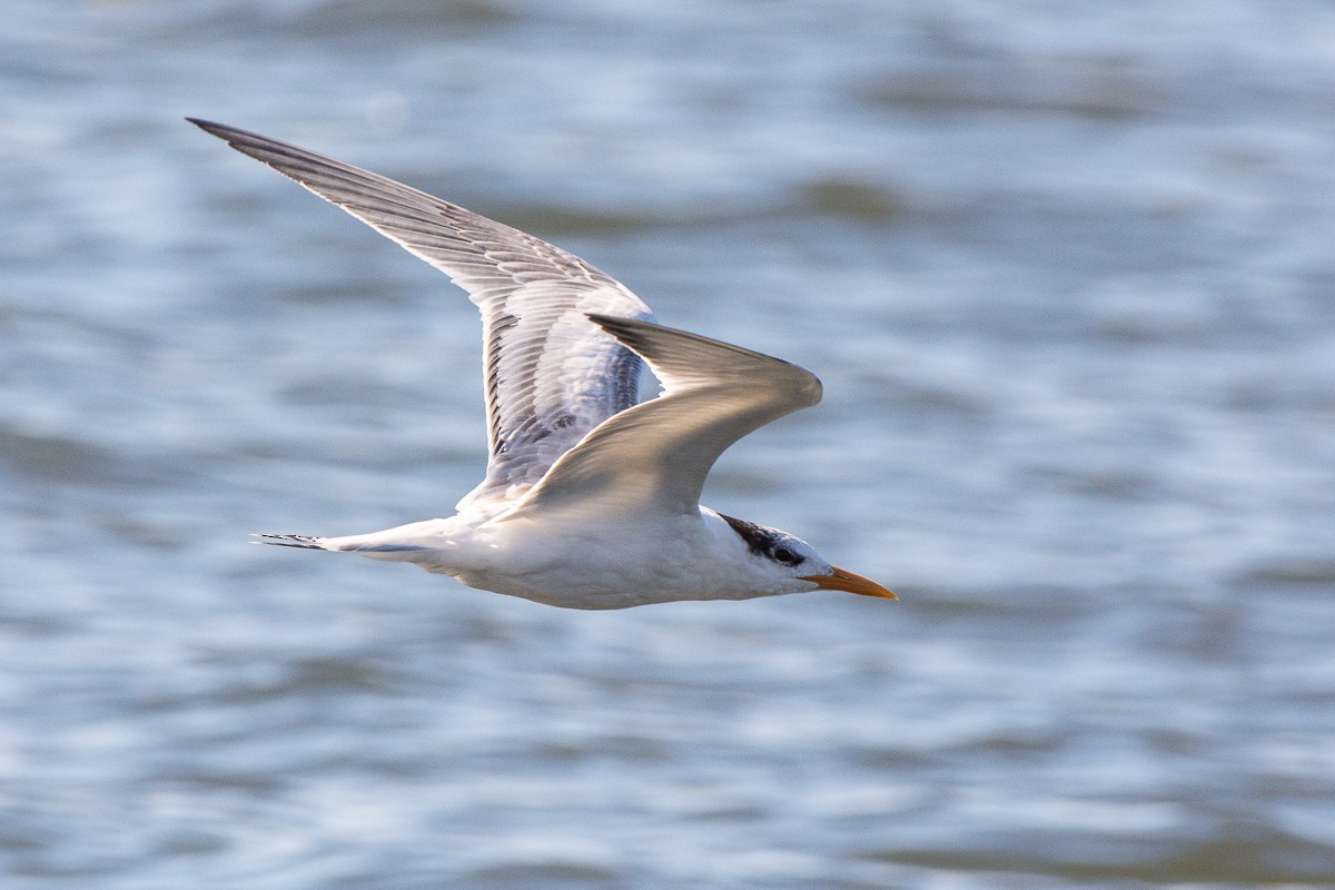 Royal Tern - ML642999067