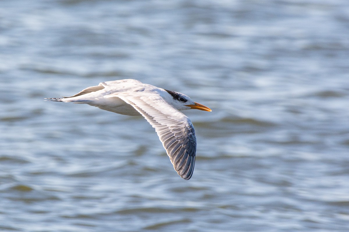 Royal Tern - ML642999068