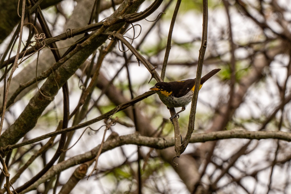 Yellow-backed Tanager - ML642999069