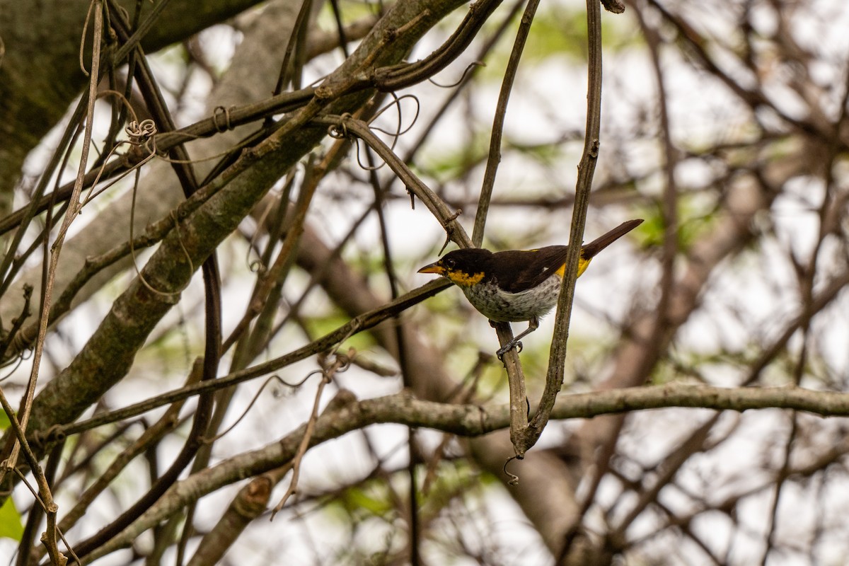 Yellow-backed Tanager - ML642999070