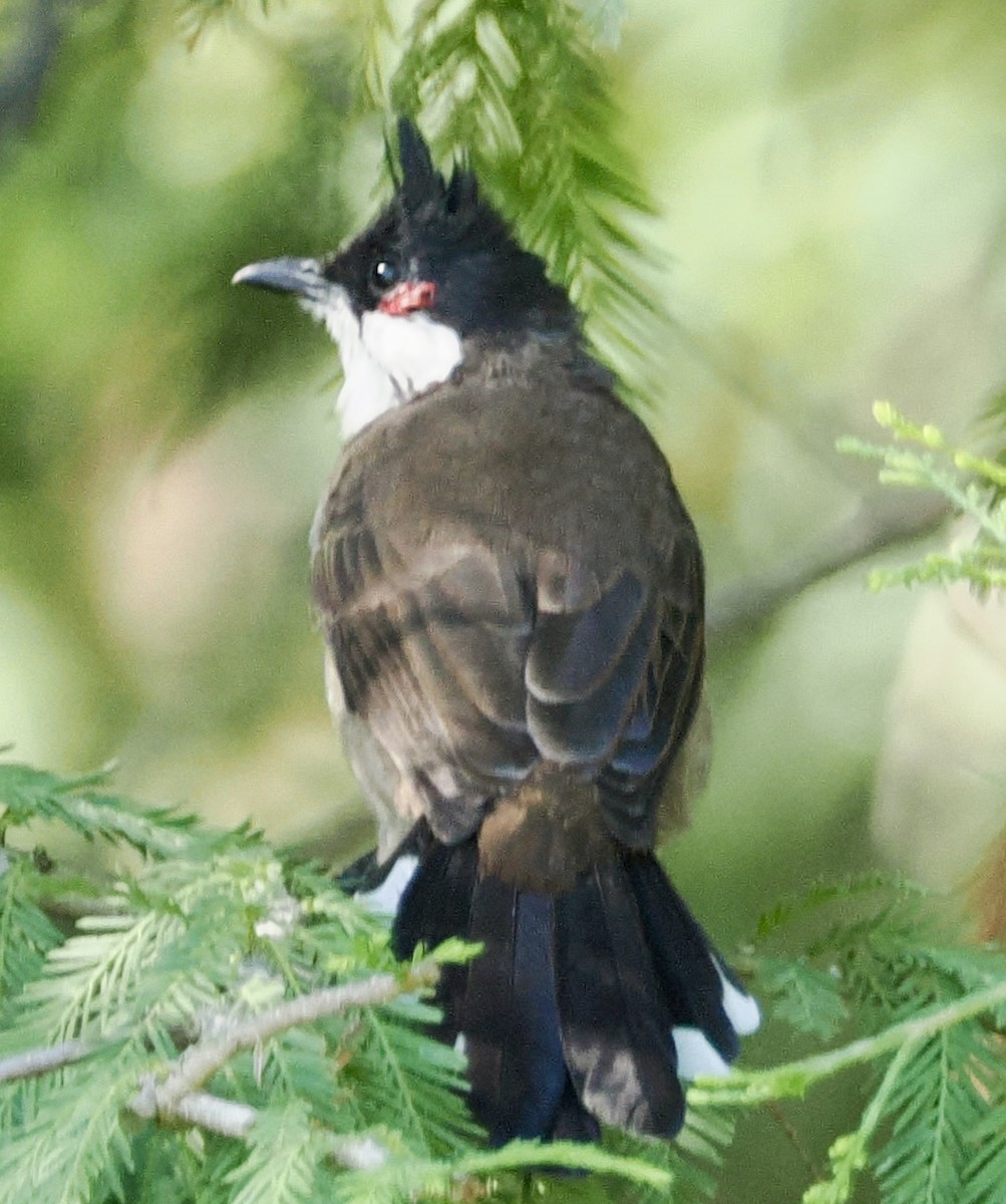 Red-whiskered Bulbul - ML642999087