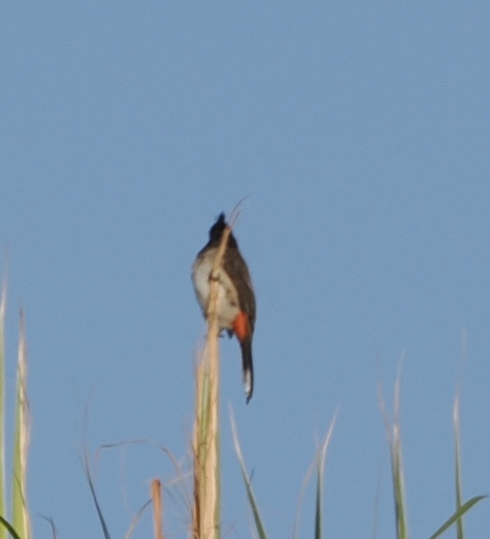 Red-whiskered Bulbul - ML642999088