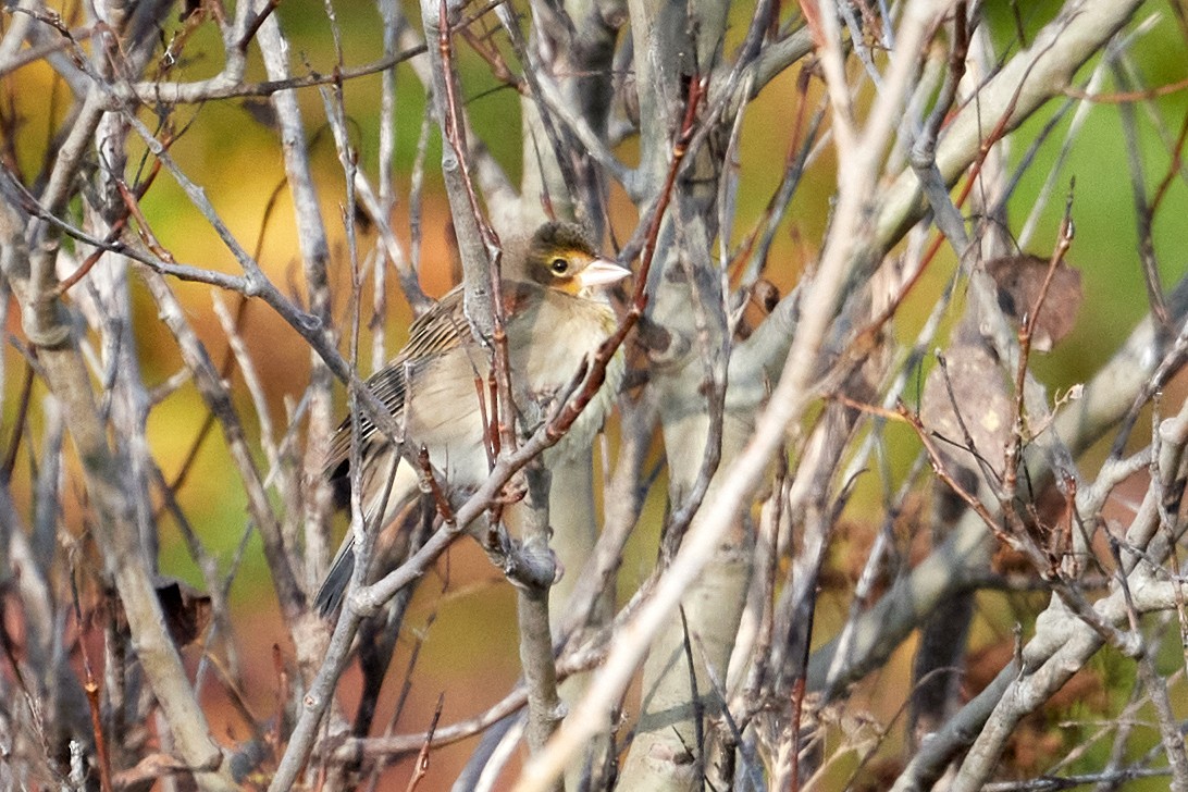 Dickcissel - ML642999095