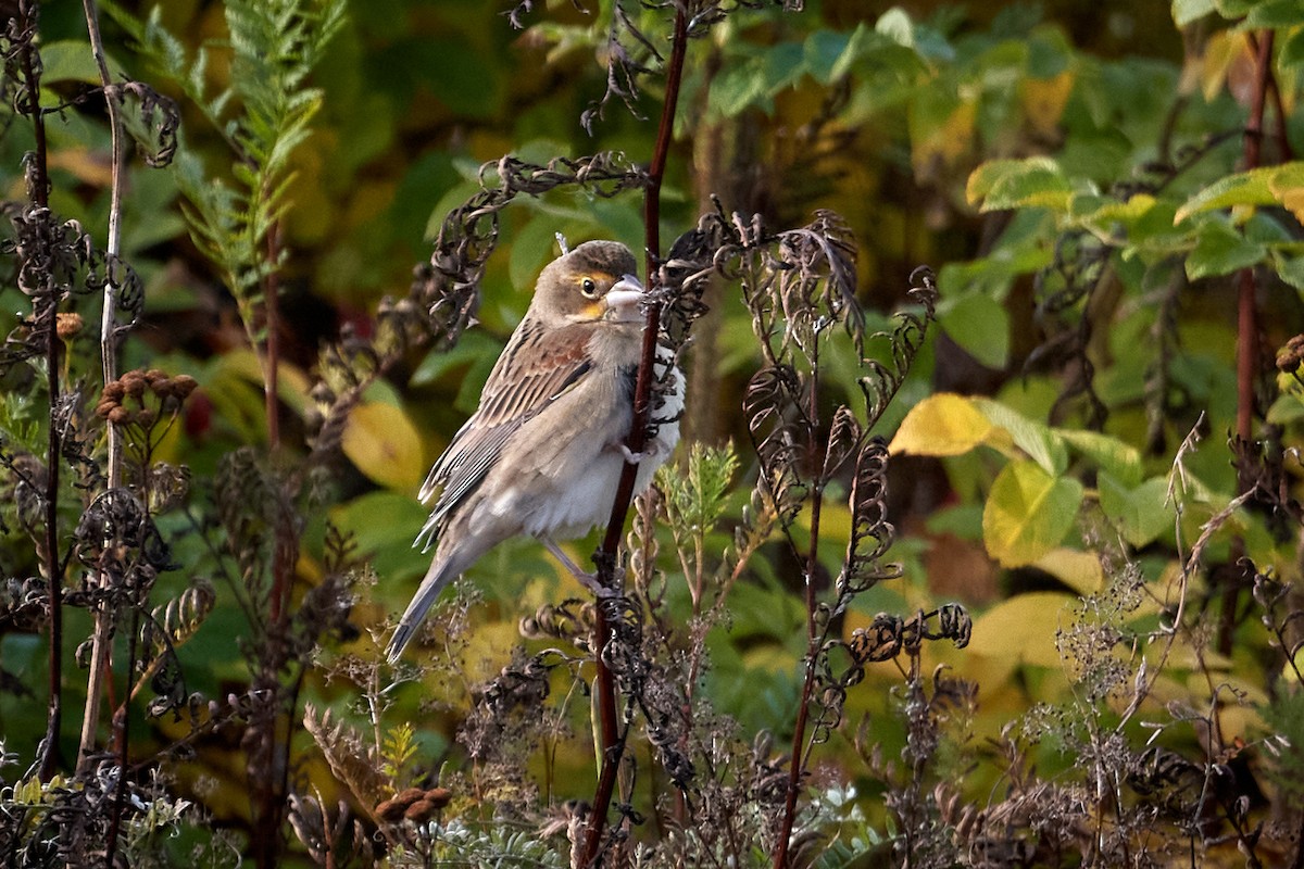 Dickcissel - ML642999096
