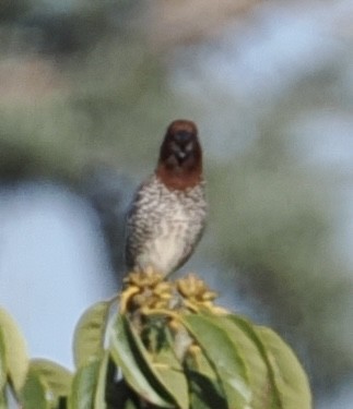 Munia pettosquamato - ML642999117