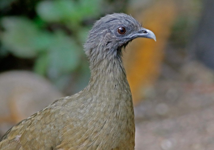 Plain Chachalaca - ML642999122