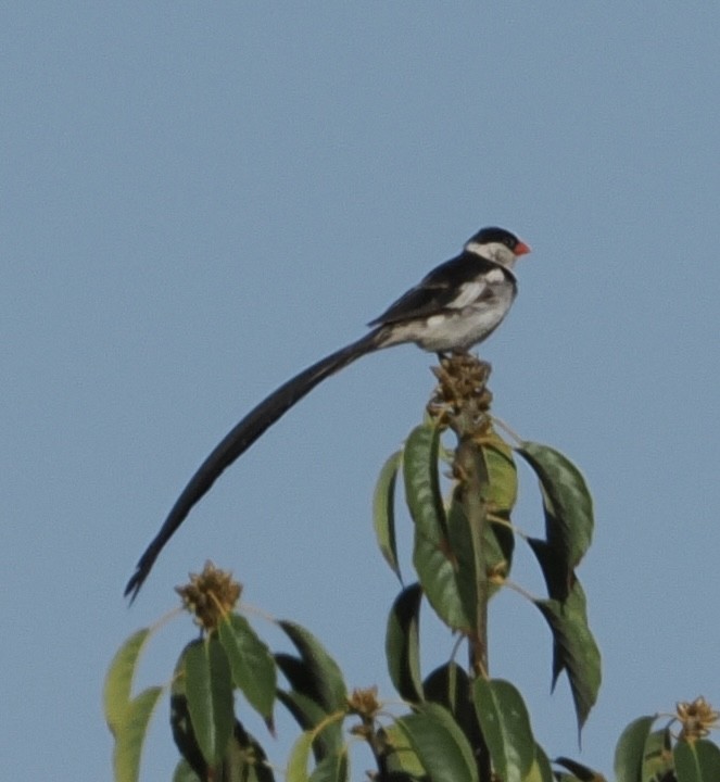 Pin-tailed Whydah - ML642999130