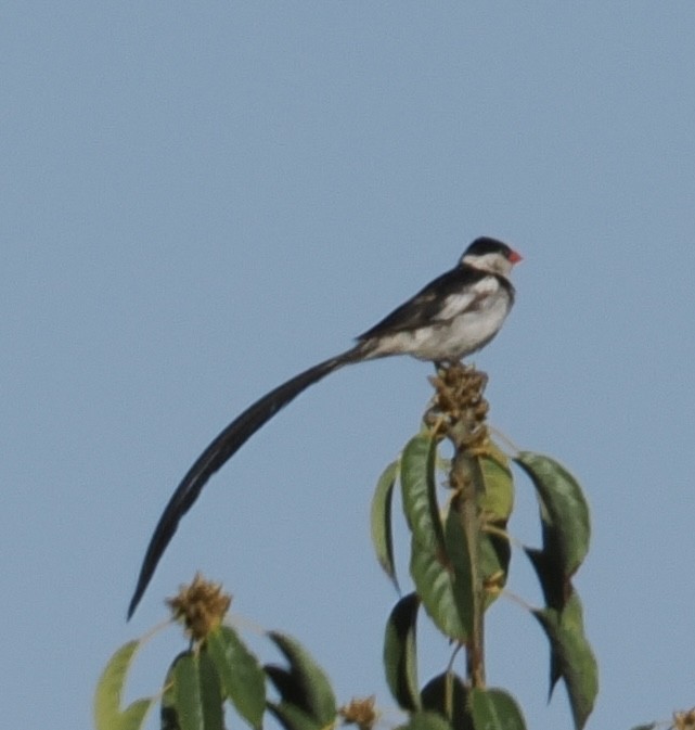 Pin-tailed Whydah - ML642999131