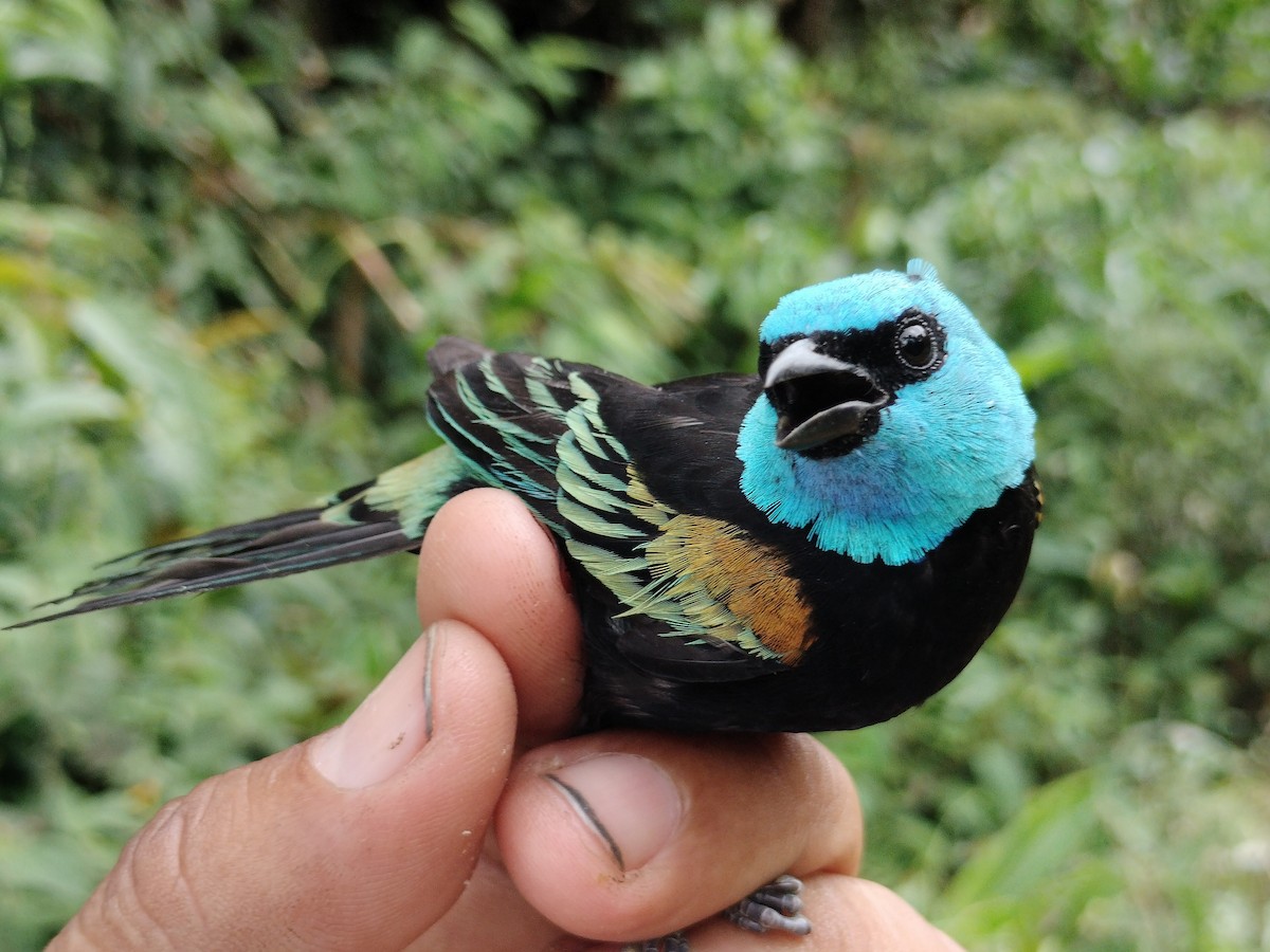 Blue-necked Tanager - ML642999132