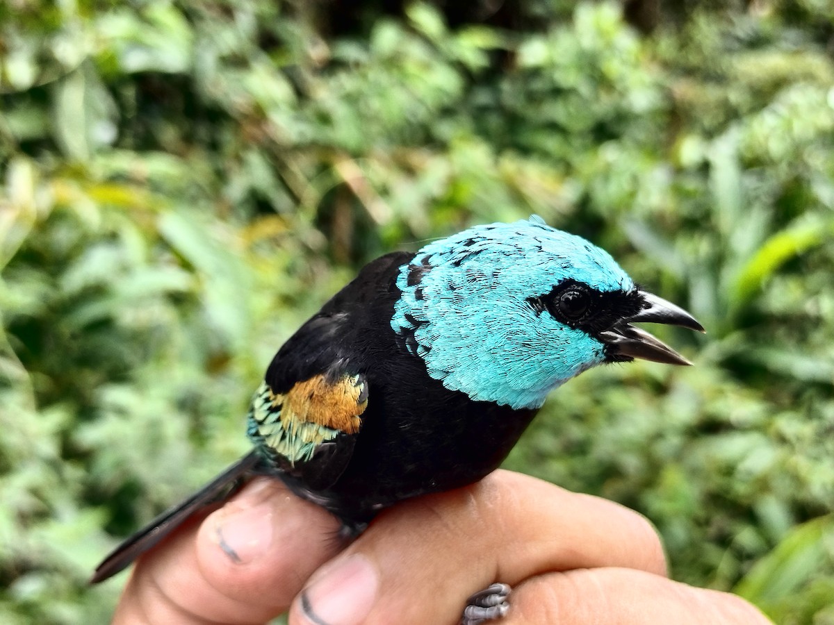 Blue-necked Tanager - ML642999133