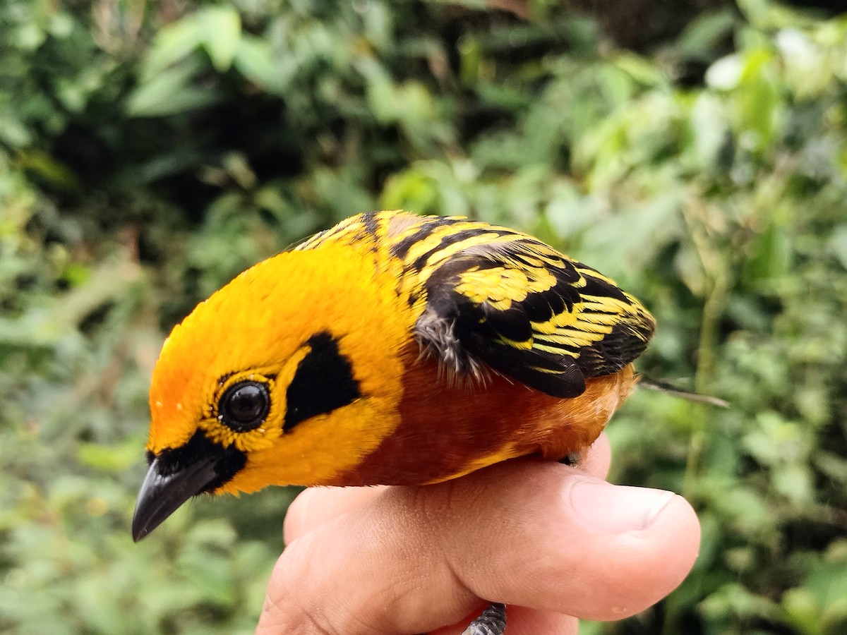 Golden Tanager - ML642999158