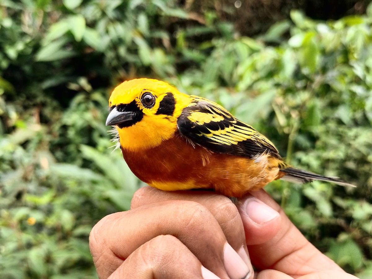 Golden Tanager - ML642999160