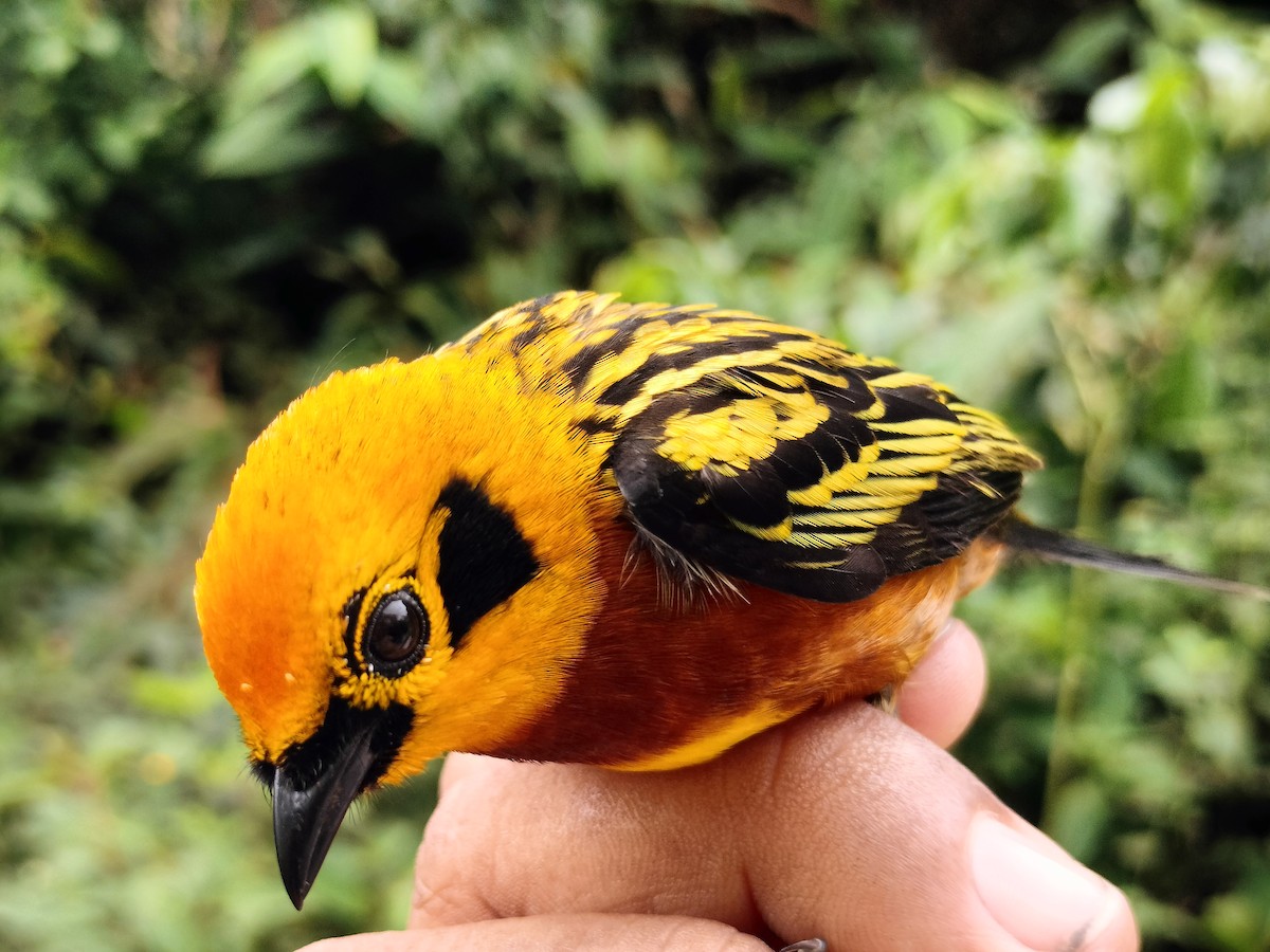 Golden Tanager - ML642999161