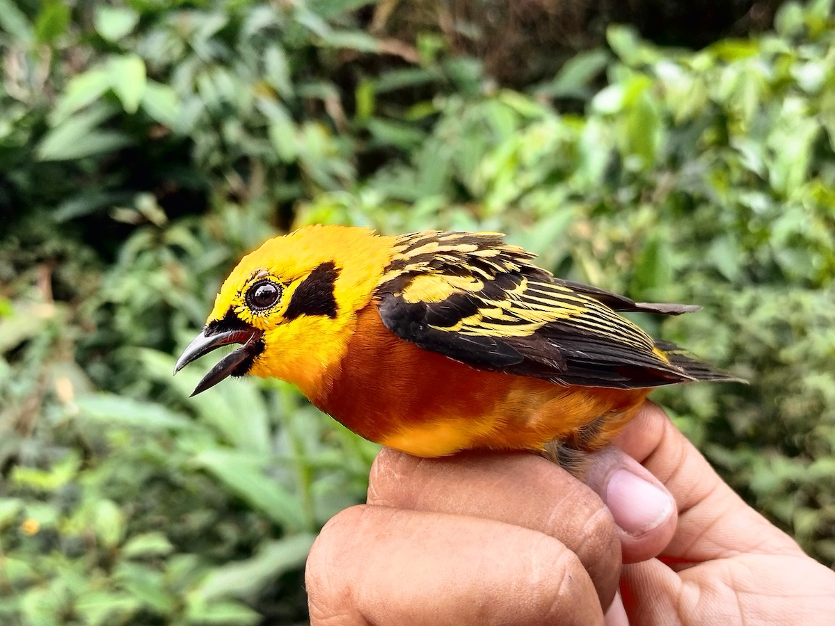 Golden Tanager - ML642999162