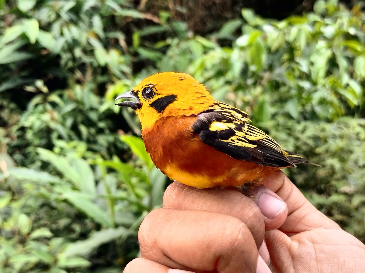 Golden Tanager - ML642999163
