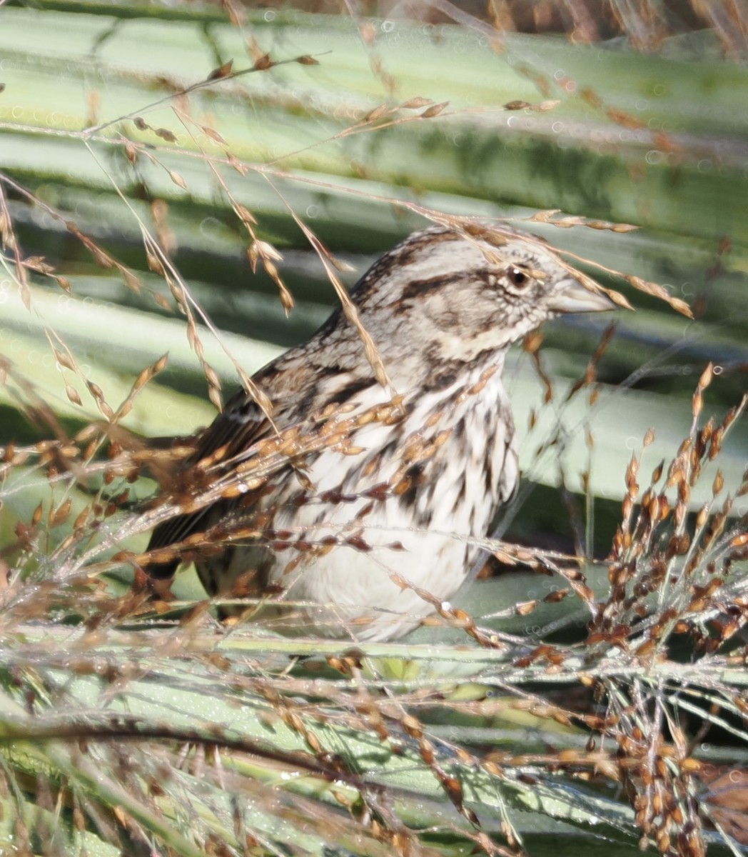 Song Sparrow - ML642999165