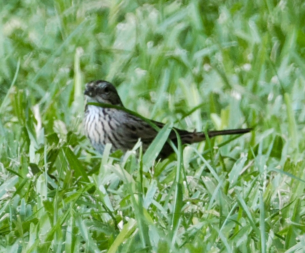 Lincoln's Sparrow - ML642999171