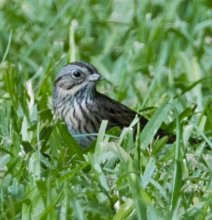 Lincoln's Sparrow - ML642999172