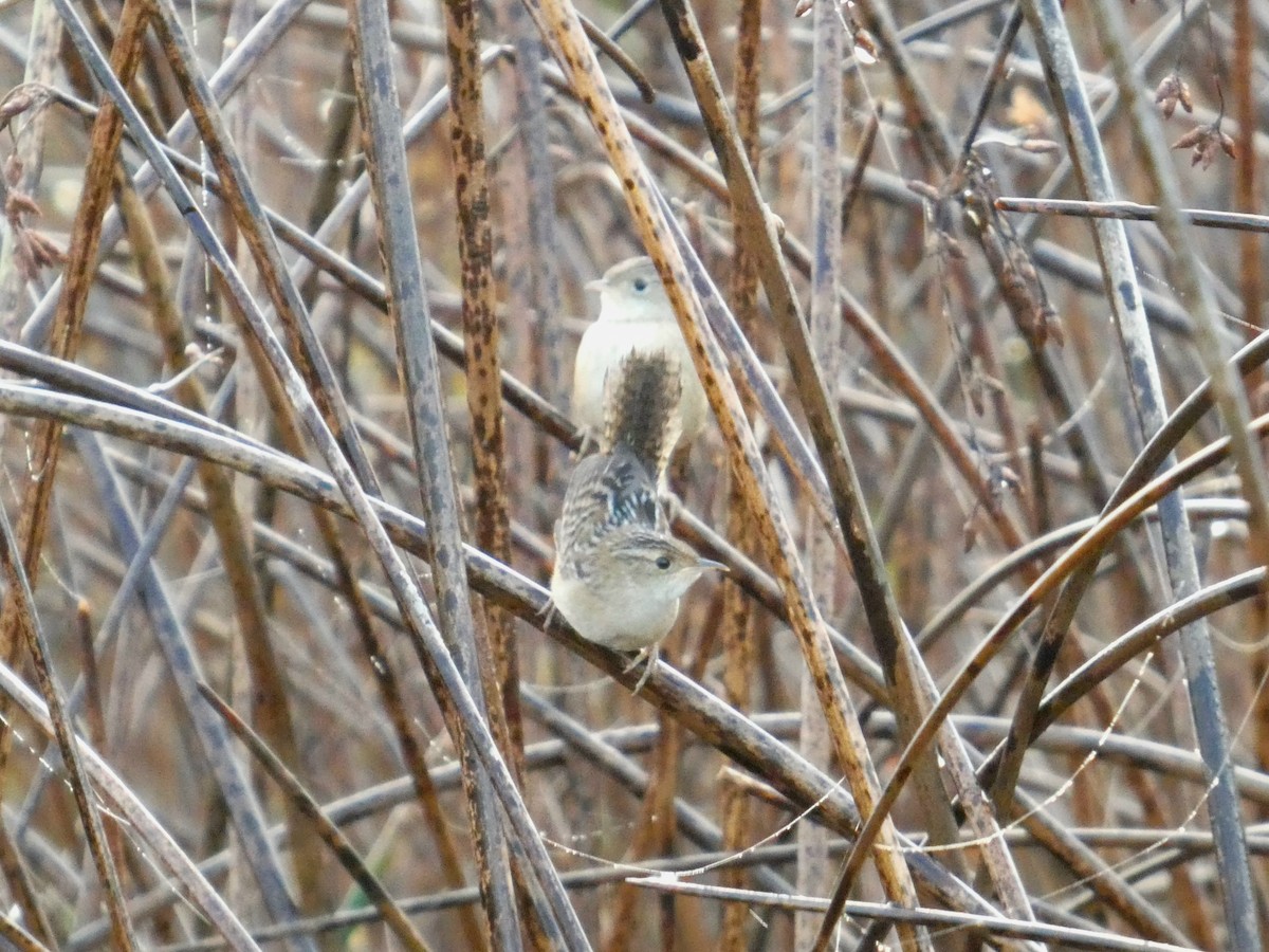Sedge Wren - ML642999180