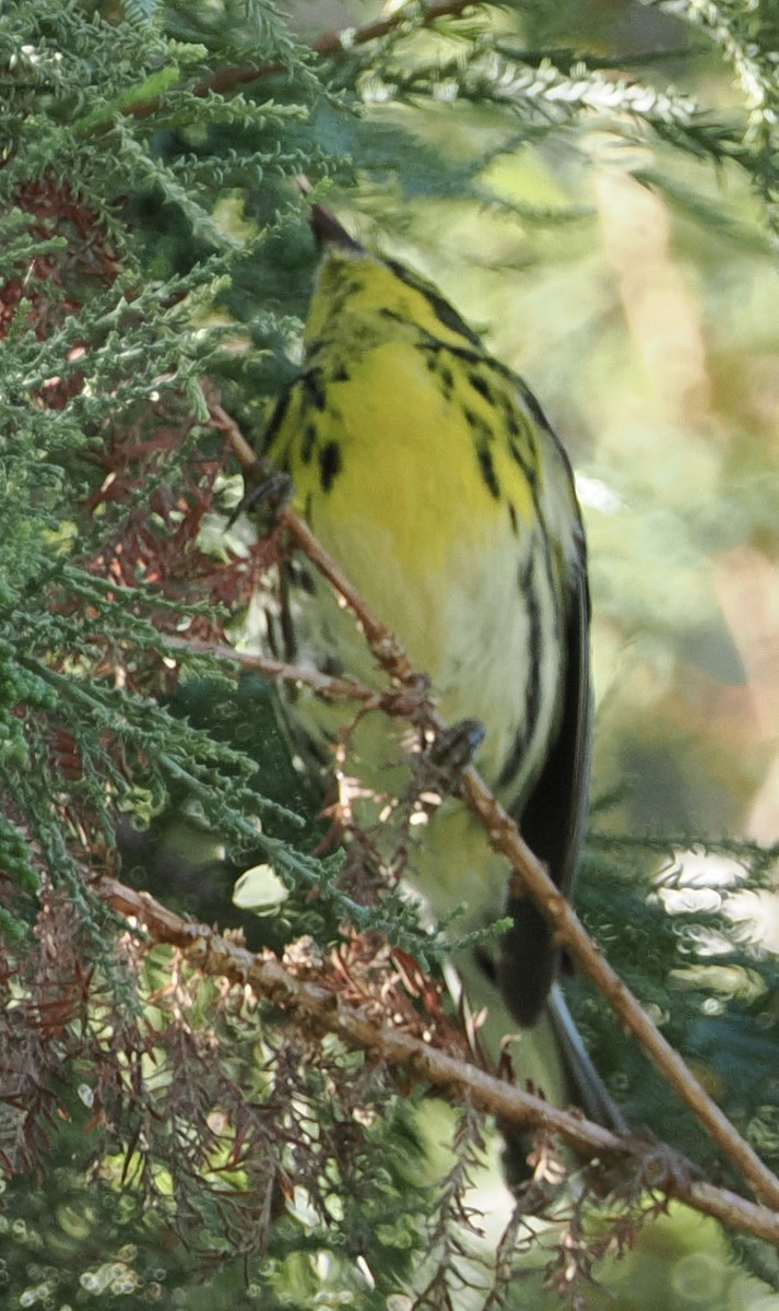 Townsend's Warbler - ML642999187