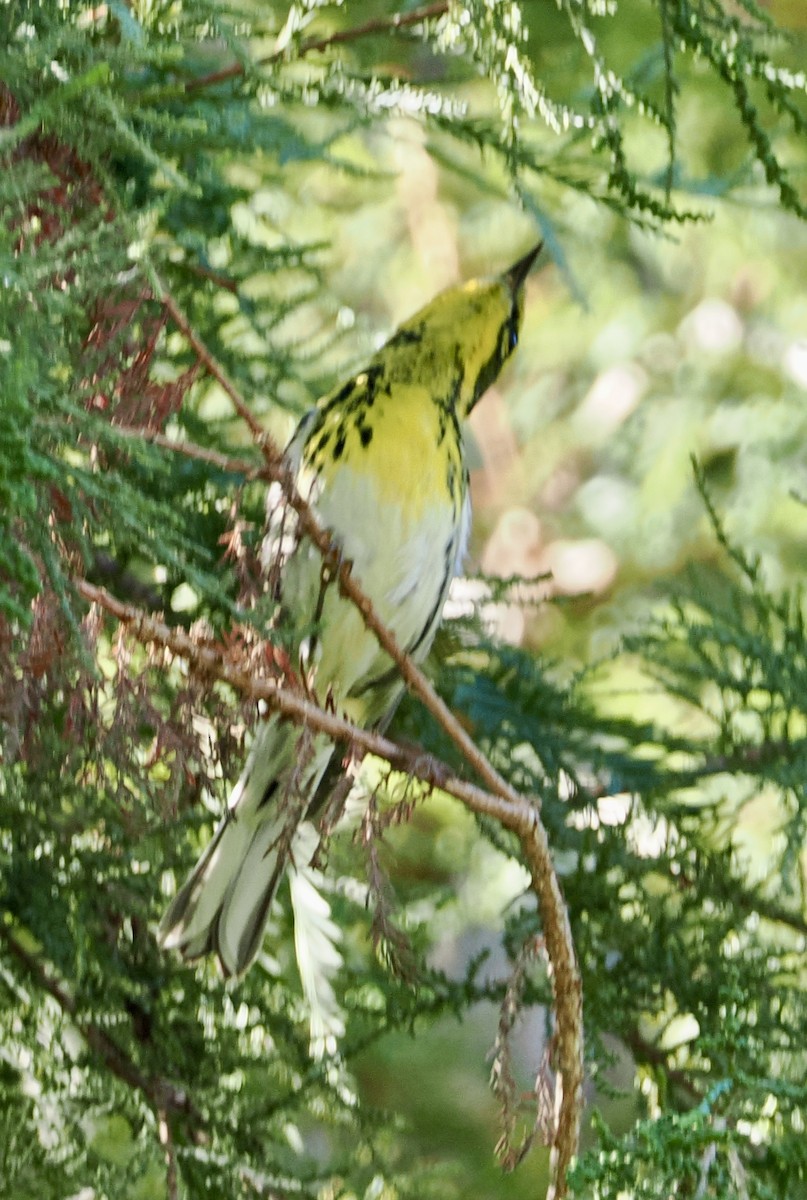 Townsend's Warbler - ML642999189