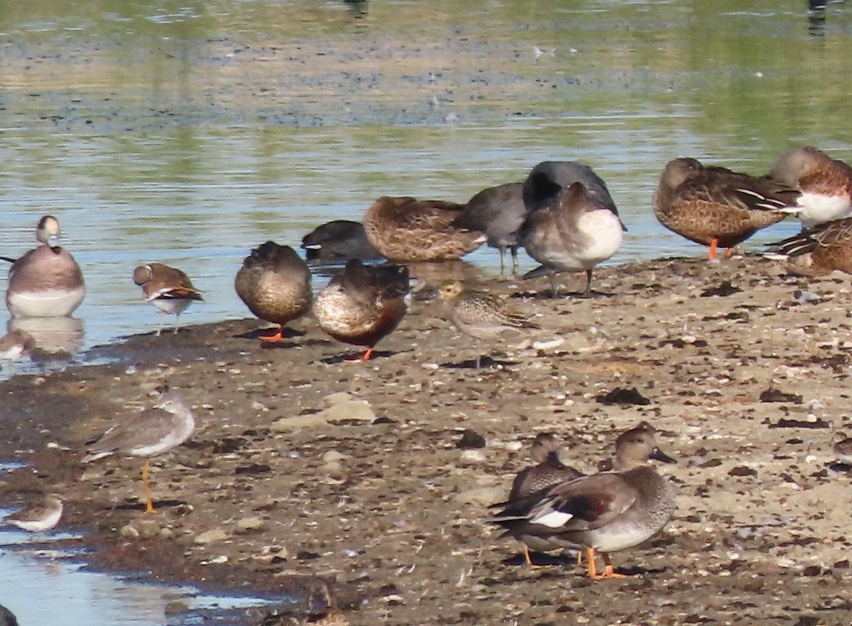 Pacific Golden-Plover - ML642999192