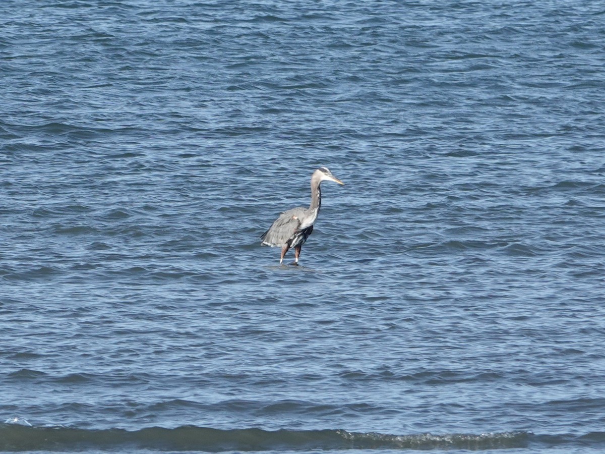 Great Blue Heron - ML642999194